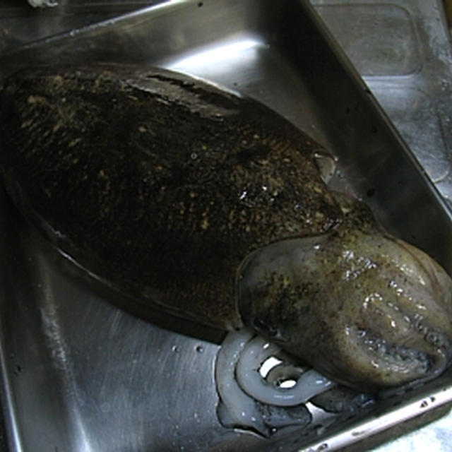 いかちち