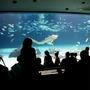 【思い出綴り（１日目）】池袋サンシャイン水族館／メトロポリタンホテルでバイキング