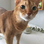 空猫便さん、キターーー！