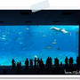 沖縄旅行④　美ら海水族館～フクギ並木