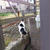 11/6 ケンカ猫