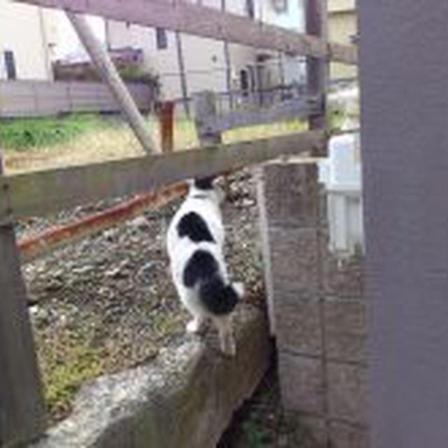 11/6 ケンカ猫