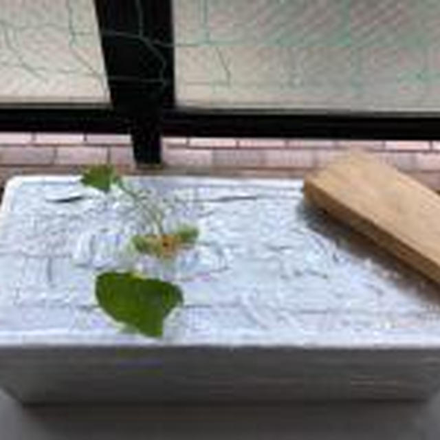 キュウリ水耕栽培始めました！ 

