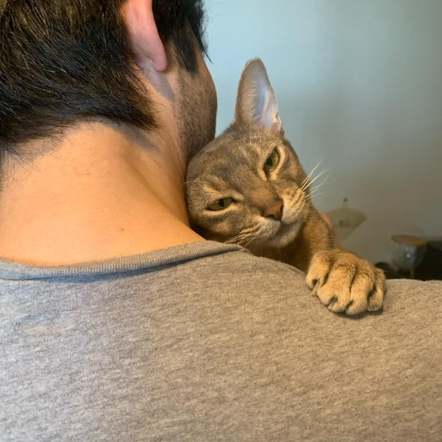 感情豊かすぎに甘えまくる猫　それはぼくちん