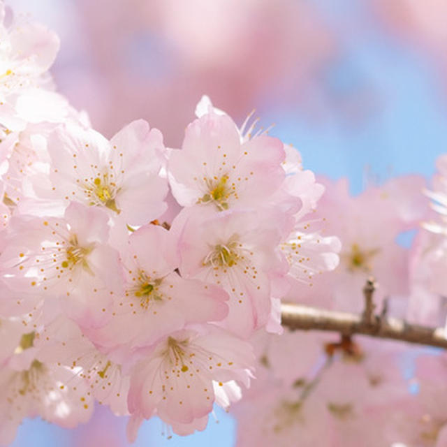 大漁桜とかっぱ