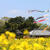 5月の田舎の風景