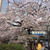 2017　 京の桜を訪ねて