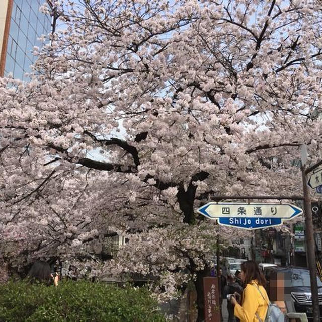 2017　 京の桜を訪ねて