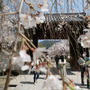 醍醐寺の桜