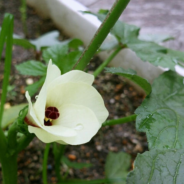 オクラの花が咲き始めました