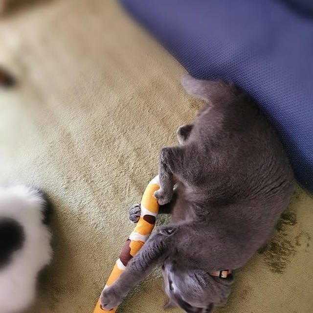 新しいおもちゃ「カシャカシャにゃんしっぽ」