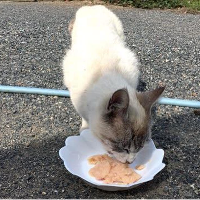母はたくましい①