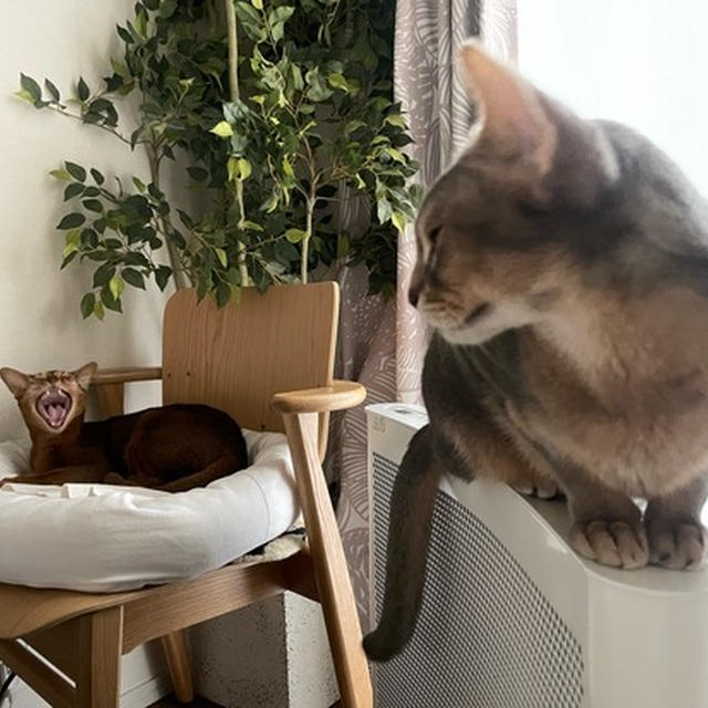 ぼくのベッドが取られました…