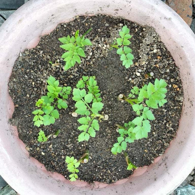 その後の芹　成長にびっくりです！