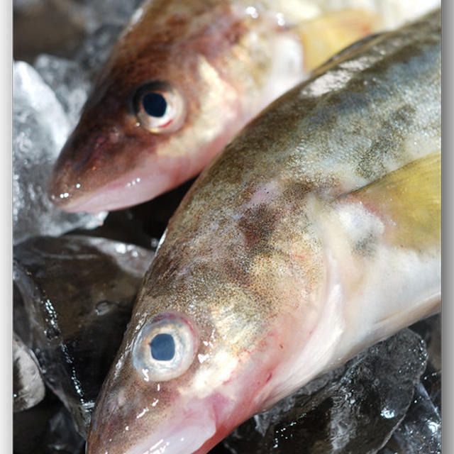 氷下魚 コマイ 干物ではなく生のコマイです By 魚屋三代目さん レシピブログ 料理ブログのレシピ満載