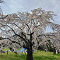 桜　開花宣言