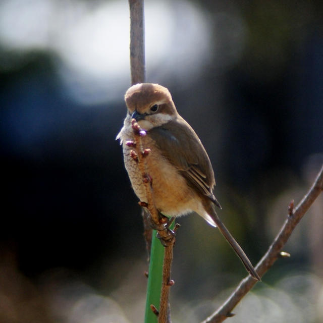 【メモ帳のブログリンク先を１ヶ所に纏めましたのでご了承下さい。】【野鳥の天こ盛り＾＾！】