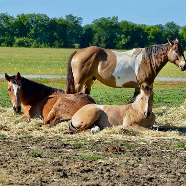 うちの馬たち in Texas テキサスライフ
