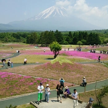 ☆富士芝桜まつり～☆