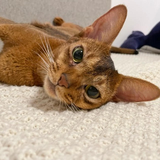 6時間以上ここにいる、りすちゃん