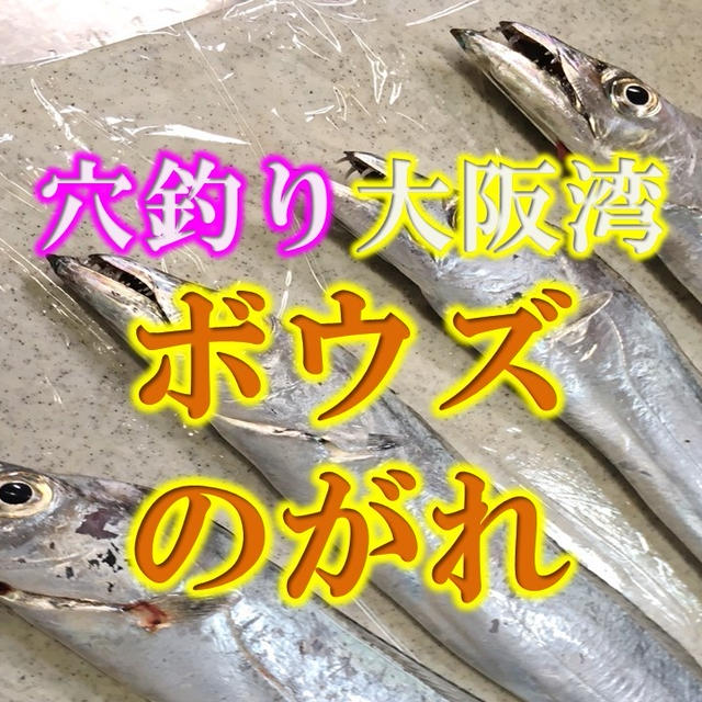 タチウオ、青物狙いの時合までに穴釣りでボウズのがれ！大阪南部　ほぼ釣れますよ！！