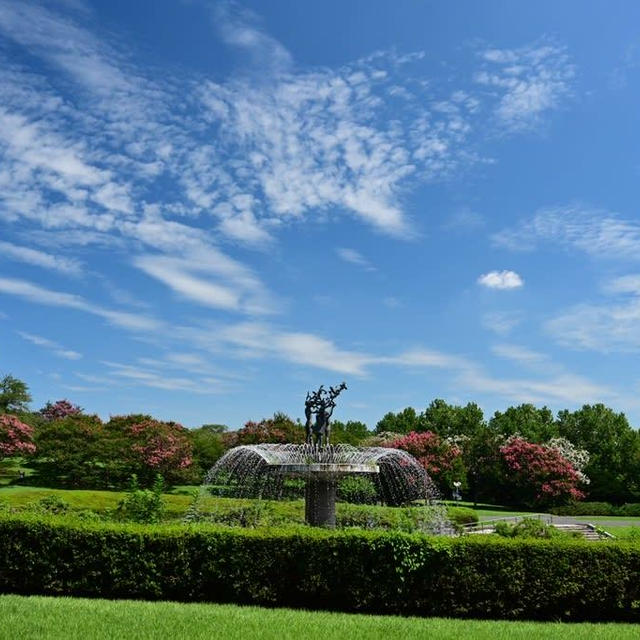 昭和記念公園のひまわり畑にたどり着けませんでした（涙）