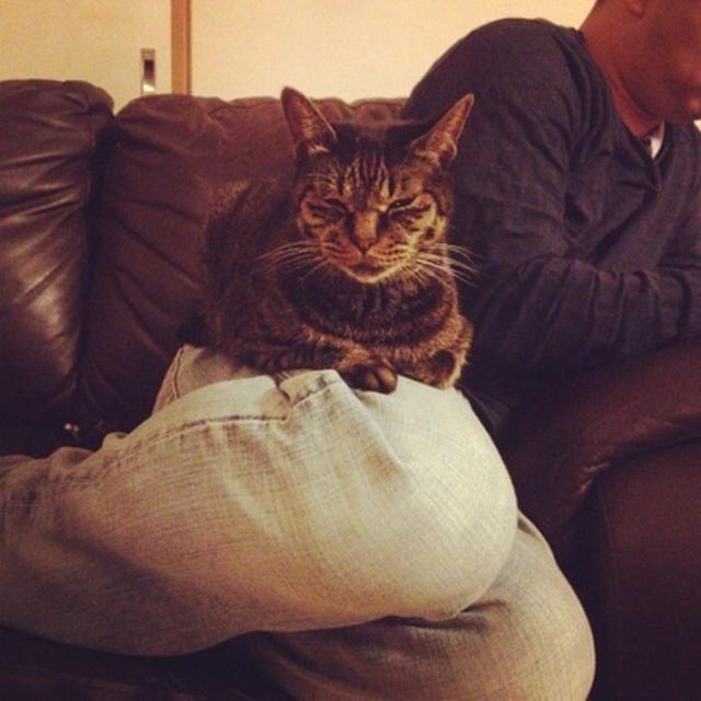 丁度いい猫の
