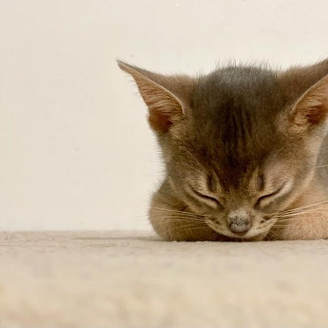 キャットタワーの頂上でウトウトするわかさまの寝起きショットがかわいい