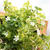 column.4 観葉植物　　～　班入りバコパ　～
