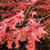 紅葉狩り。