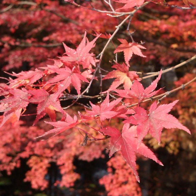 紅葉狩り。