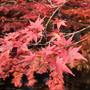 紅葉狩り。