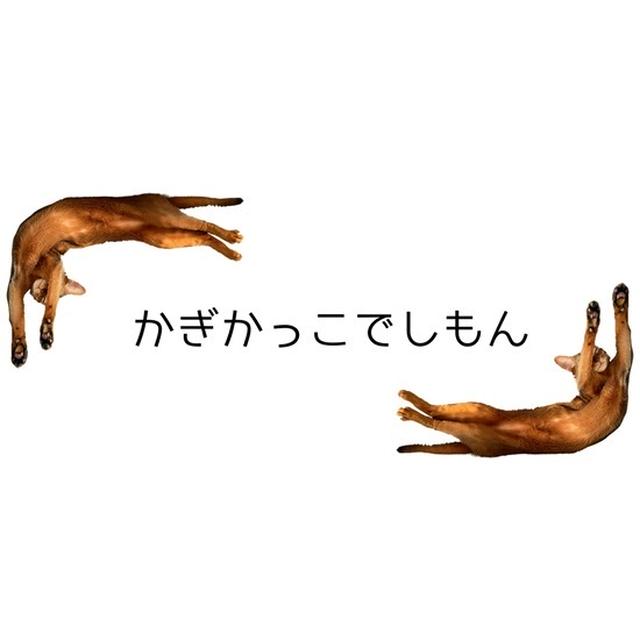 カギカッコになる？りす(*´ω`*)