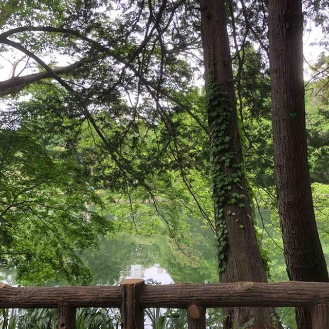早朝散歩@井の頭公園
