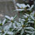 Snø!!（雪！！）