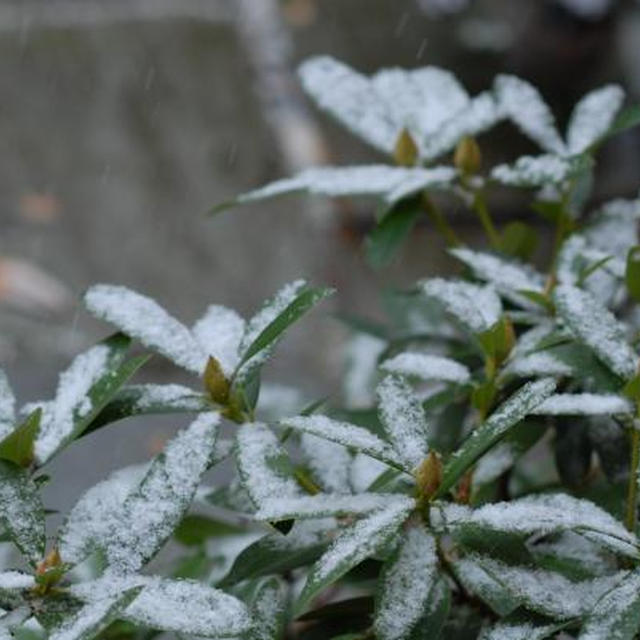 Snø!!（雪！！）