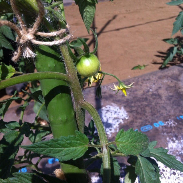 【週末農業（市民農園）】第六回　きゅうり・なす・トマトの誘引、わき芽とり＋甘とう・ピーマンの定植
