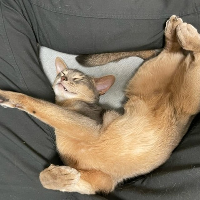 お股は猫ベッド