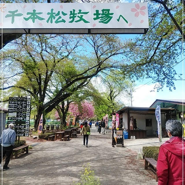 八重桜満開の千本松牧場でランチ♪那須塩原