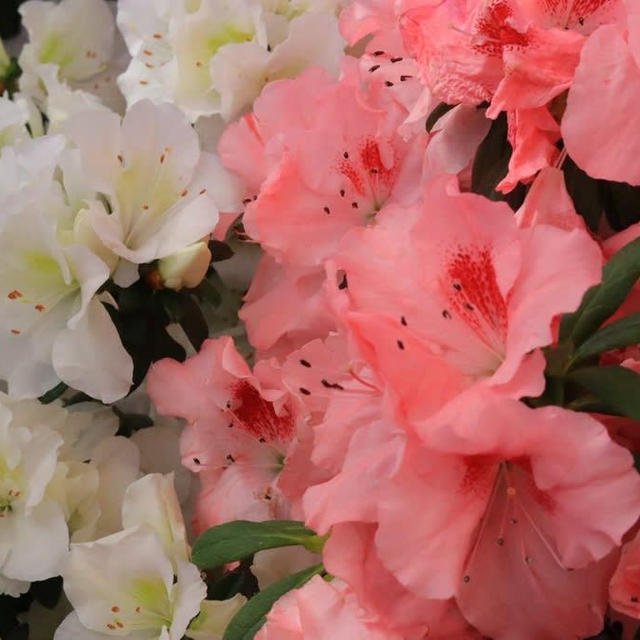 新潟県立植物園アザレア展　綺麗でした♡