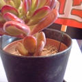 招金花月って言う多肉植物知ってる？