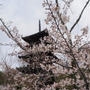 桜の京都・観光案内（3）仁和寺