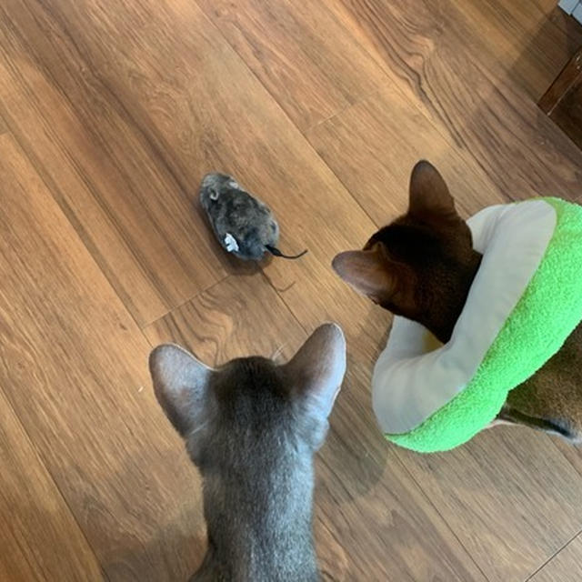 ダイソーの走るねずみを、静かに追い続ける猫たち