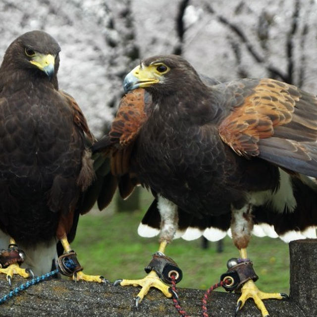 ■桜見で驚き！！【鷹「ハリスフォーク」との思いがけないラッキーな出会いが有りました♪】