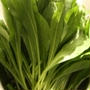 沖縄野菜（薬草）