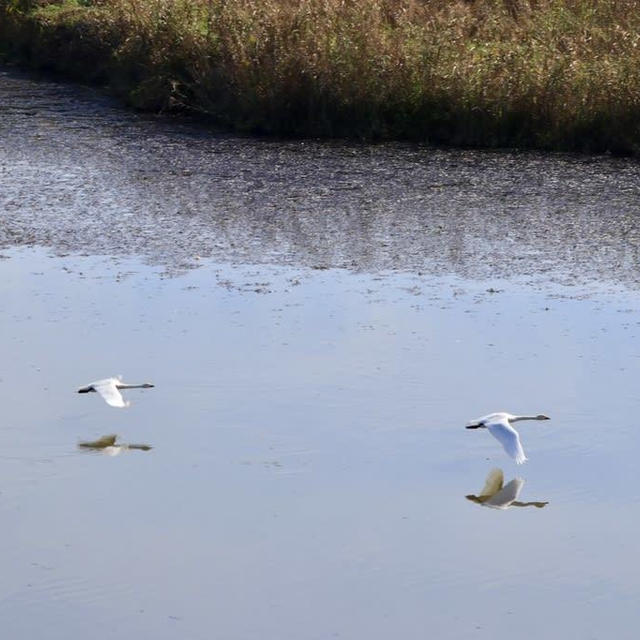 福島潟の白鳥の飛翔