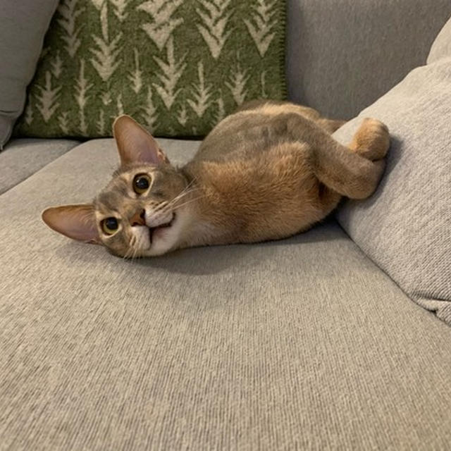 テレビっ子ぼくちん