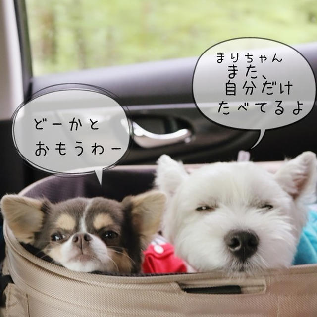 【チワワ&ウエスティ】飼い犬のいやがらせ(笑)