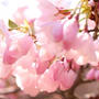 新発田市桜公園の桜　2022年４月10日