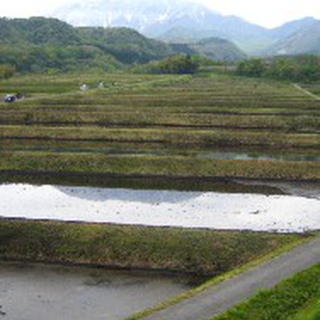 美しい大山裾野・抱きついた藤の花？